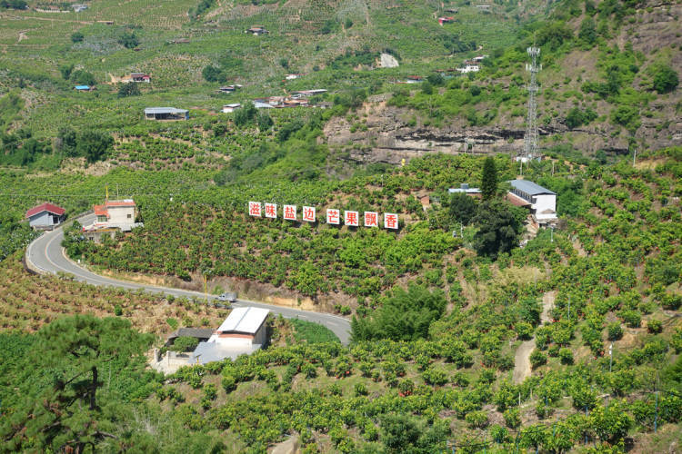 皇冠会员如何申请_项目投资总额近15亿元 攀枝花攀果（芒果）产业发展大会在盐边举行