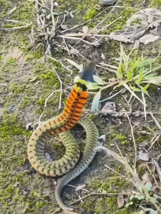 皇冠登3代理申请_内蒙古赤峰有人拍到了“鸡脖子蛇”皇冠登3代理申请，有毒！千万小心！