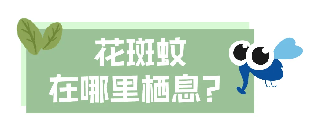 皇冠信用网账号注册_家里的这几个地方皇冠信用网账号注册，正悄悄“养”出花斑蚊！快自查→