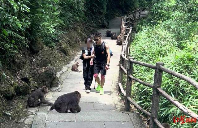 卡迪夫城vs切尔滕汉姆_揭秘峨眉山陪爬团队：已陪爬千名游客九成为女性卡迪夫城vs切尔滕汉姆，不会主动拉背扛抱，主要保障安全