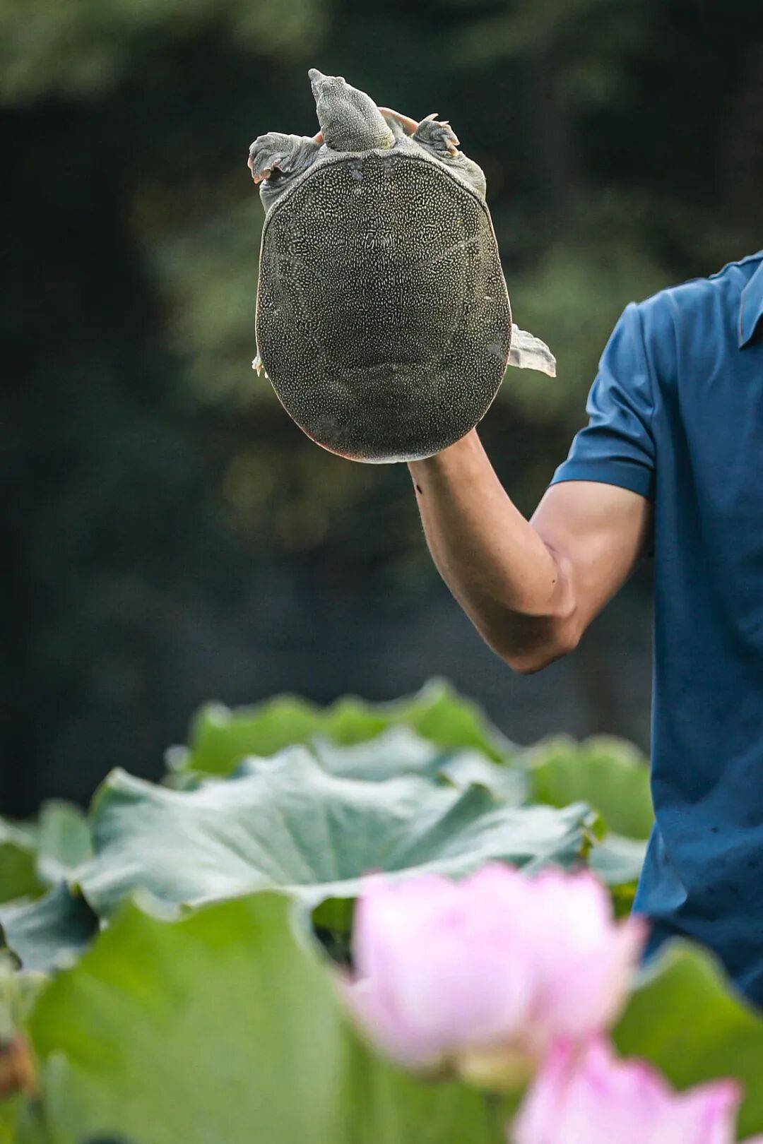 皇冠信用網如何申请_这种丑到爆的鱼皇冠信用網如何申请，为啥成了武汉人吃宵夜的顶配？