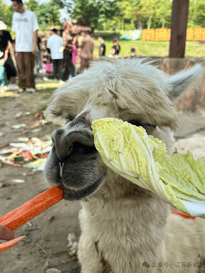 孟菲斯灰熊vs波士顿凯尔特人_游客过度投喂孟菲斯灰熊vs波士顿凯尔特人，羊驼被喂到倒地翻白眼