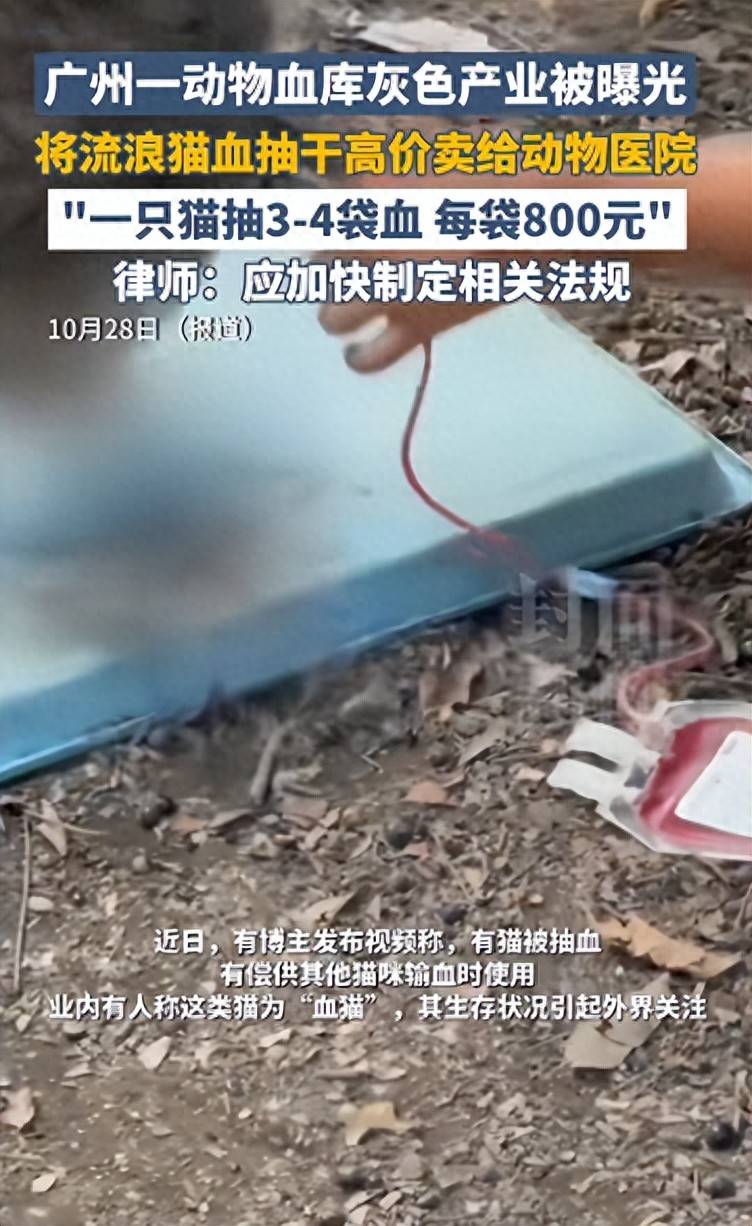 体育皇冠信用網_广州一动物血库灰色产业被曝光体育皇冠信用網，将流浪猫血抽干高价卖给宠物医院，律师：应加快制定相关法规