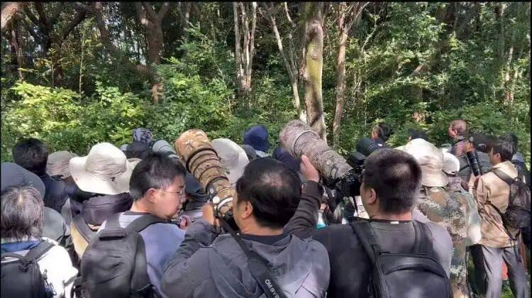 皇冠足球平台代理申请
_百年罕见!首次在上海被目击皇冠足球平台代理申请
,有人专门从北京“打飞的”赶来