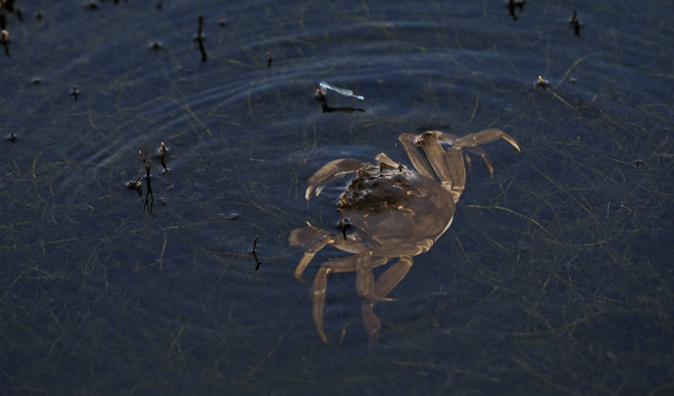 世界杯皇冠足球平台_东南亚国家左右为难！既想给中国当阳澄湖世界杯皇冠足球平台，又怕“洗澡蟹”露馅