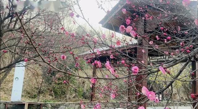 皇冠信用网注册
_太突然!武汉正大量出现皇冠信用网注册
,不用等到春节