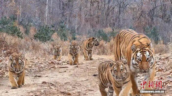 皇冠hga050_虎虎虎虎虎虎皇冠hga050，中国首次！世界罕见！