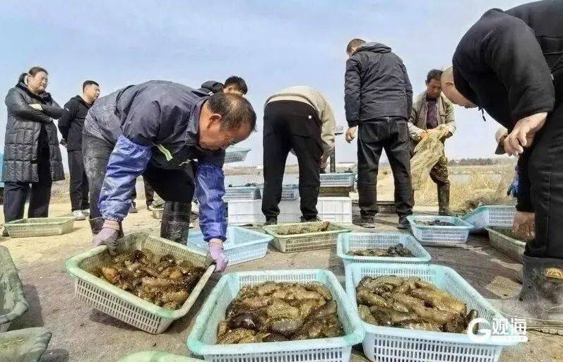 皇冠信用_个大鲜肥！青岛这种海鲜正大量上市皇冠信用，每天几万斤，一上岸就被抢……