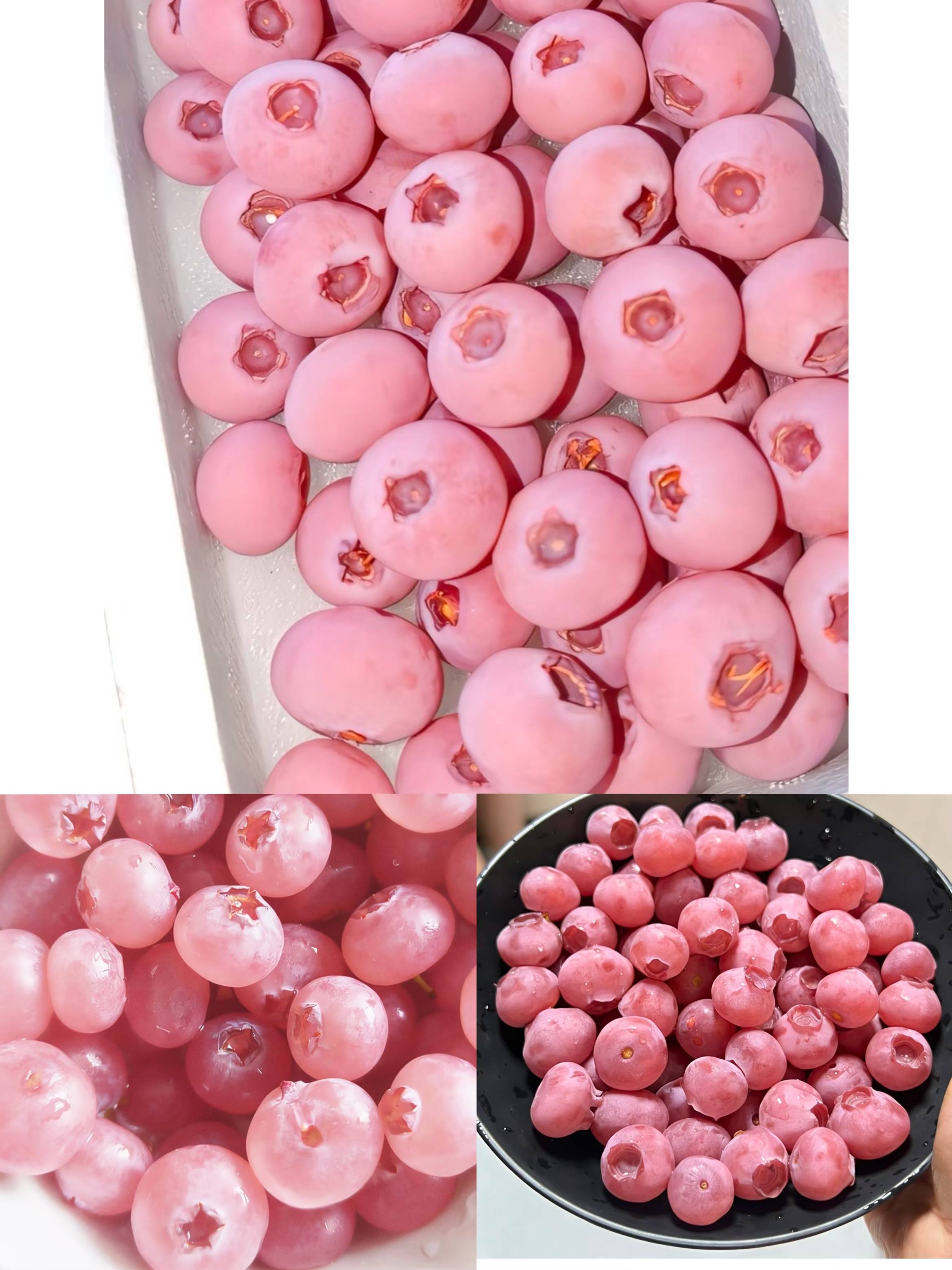 皇冠信用网怎么代理_“粉色蓝莓”炒到400元一斤皇冠信用网怎么代理，电商销售种苗藏陷阱