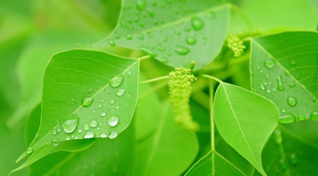 皇冠agmos033_暴雨大暴雨皇冠agmos033！广东今晚将有强降水、强对流天气