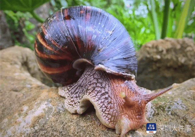 皇冠信用_“只是摸了一下”皇冠信用，深圳1岁女童小区玩耍，确诊严重脑炎！最近很多人见到，千万别碰
