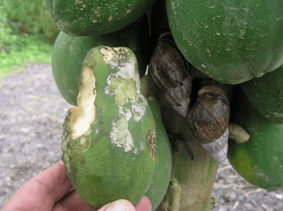 皇冠信用_“只是摸了一下”皇冠信用，深圳1岁女童小区玩耍，确诊严重脑炎！最近很多人见到，千万别碰