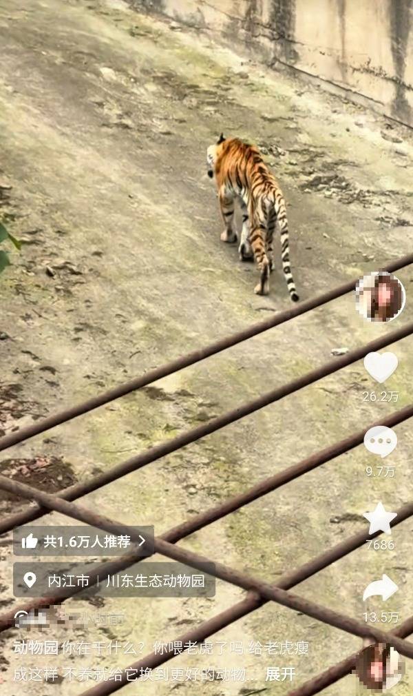 世界杯正规买球app_动物园老虎瘦骨嶙峋、走路不稳世界杯正规买球app，四川一地回应：没有虐待，高龄老虎、身体不好