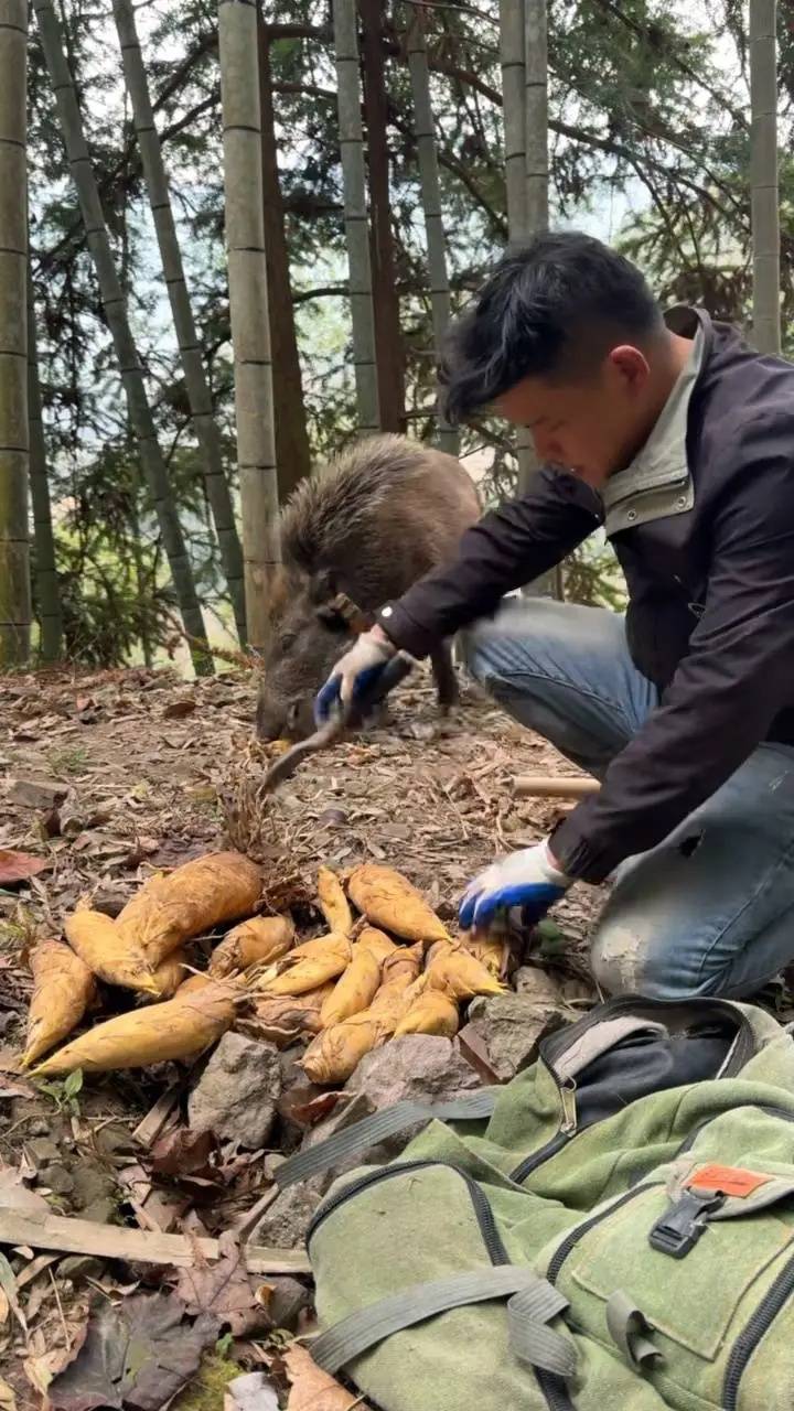 皇冠信用版
_浙江男子无意间救下悬崖跌落的野猪皇冠信用版
,没想到猪有超强嗅觉,每年为他创收12万元