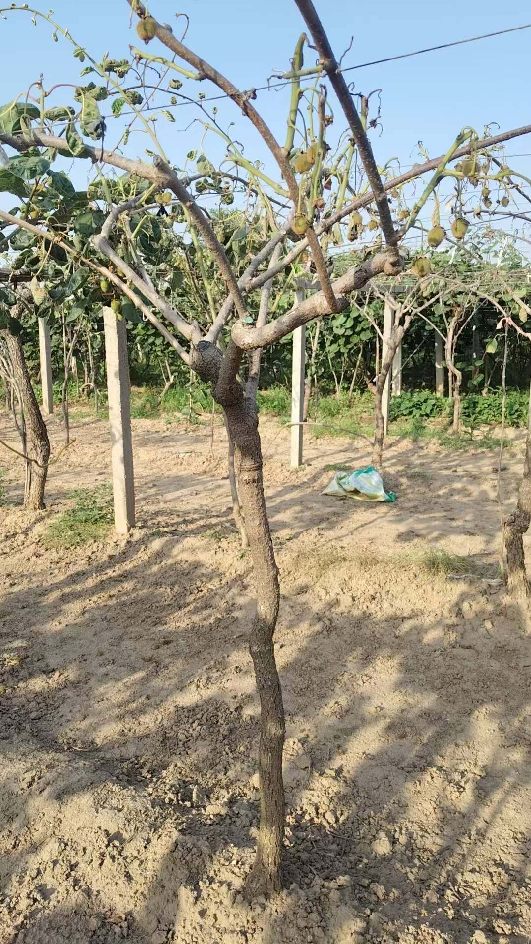 皇冠账号_陕西一地农户遭遇一肥两重天：施肥地块枯死绝收皇冠账号，未施区域枝繁叶茂；磷肥数次检测均合格，谜团难破