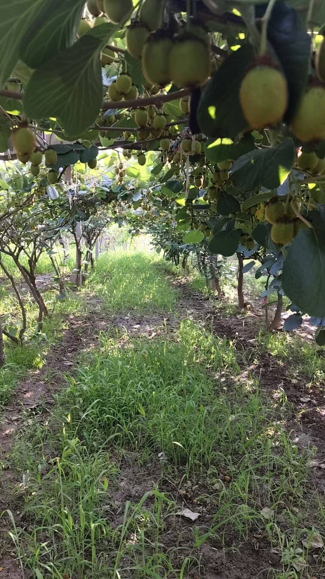 皇冠账号_陕西一地农户遭遇一肥两重天：施肥地块枯死绝收皇冠账号，未施区域枝繁叶茂；磷肥数次检测均合格，谜团难破