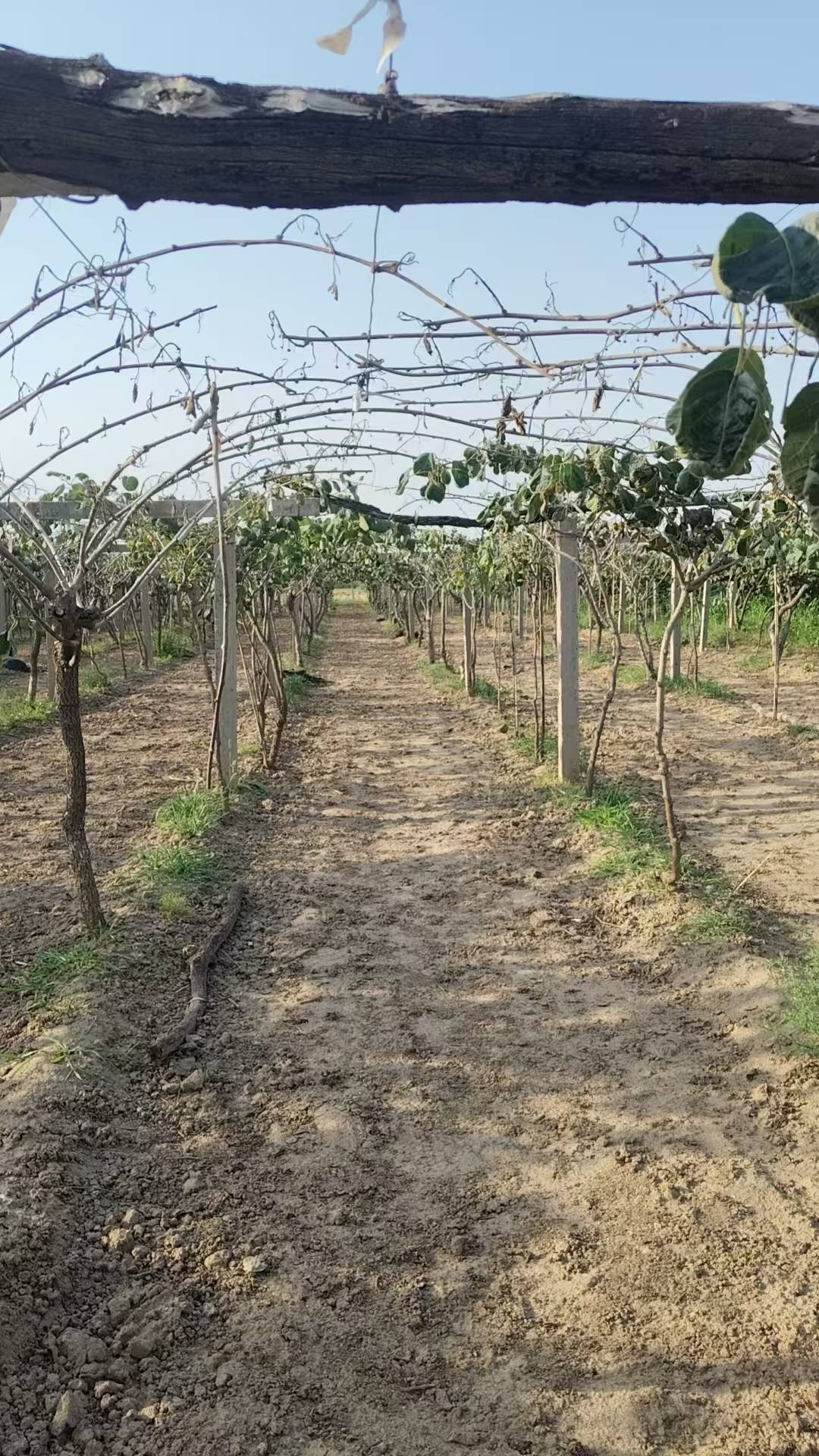 皇冠账号_陕西一地农户遭遇一肥两重天：施肥地块枯死绝收皇冠账号，未施区域枝繁叶茂；磷肥数次检测均合格，谜团难破
