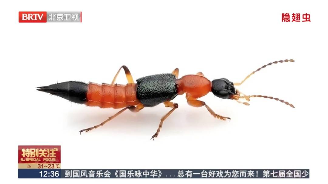 皇冠信用
_北京已有人中招皇冠信用
,千万不能拍,毒液堪比硫酸,会毁容——